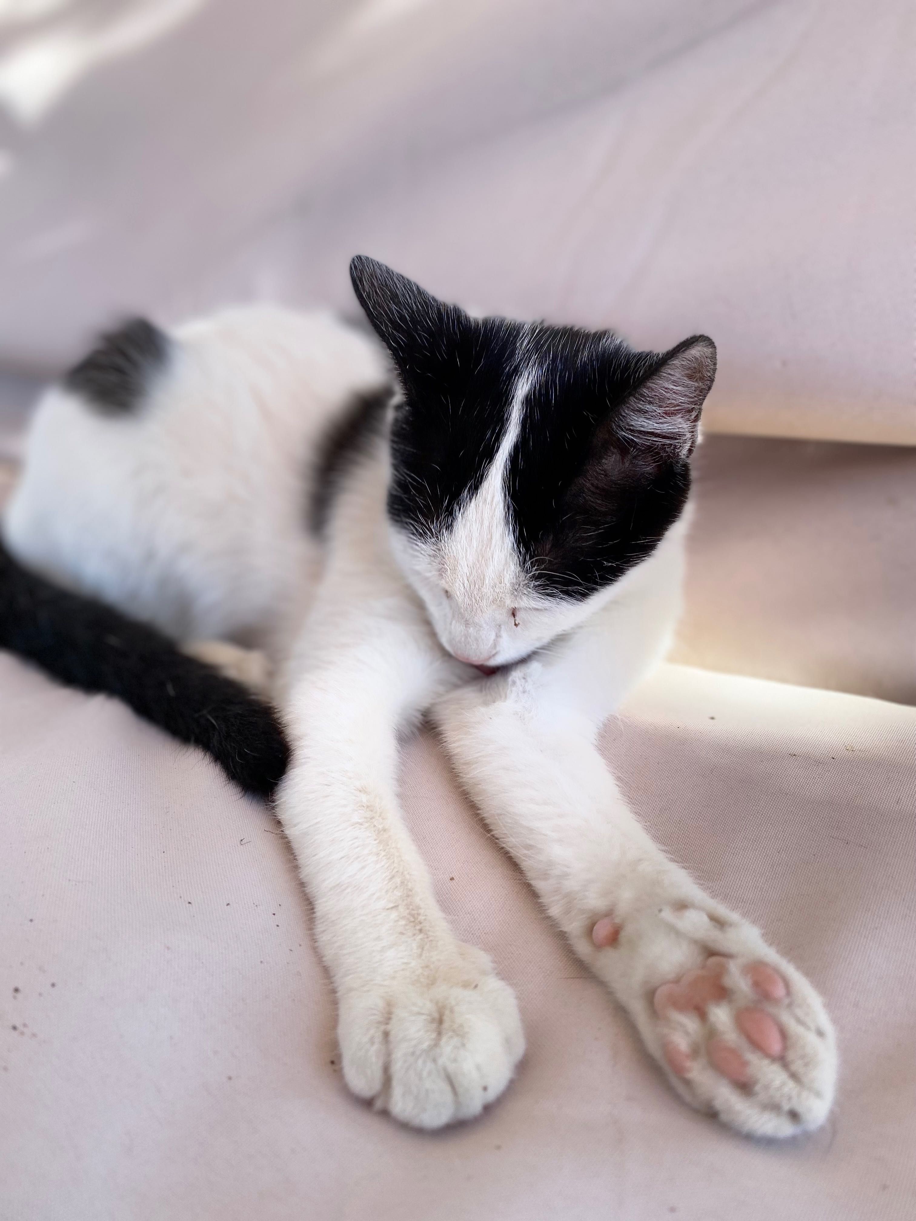 Подарявам котета