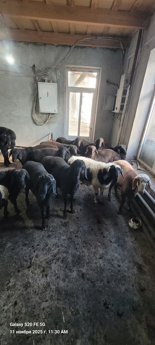 Qòchqorlar sotiladi