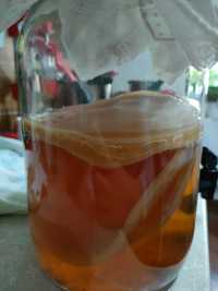 Ciuperca kombucha (scoby) + ceai starter si reteta
