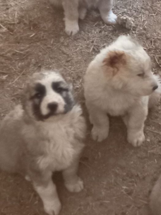 Кавказская кучуклар