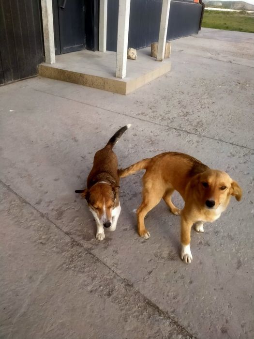 Отдам собаку бесплатно