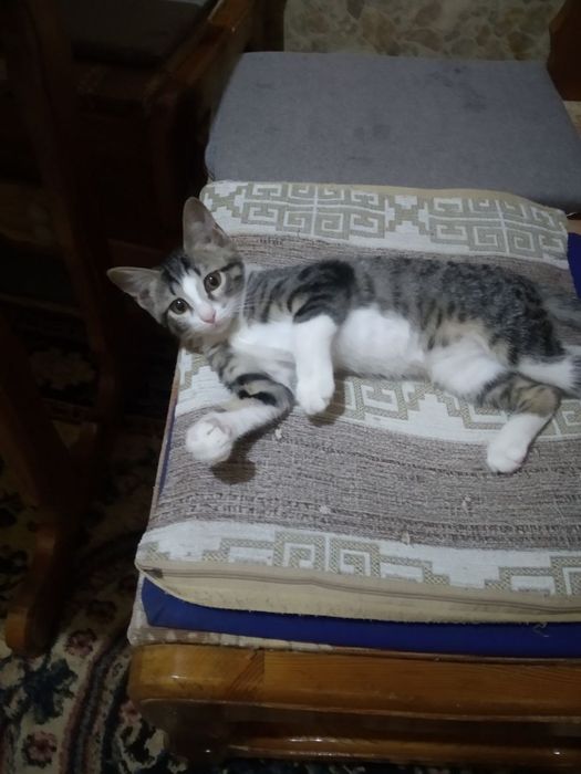 Отдаются котята в семью любящую