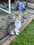 Pisici de adoptat