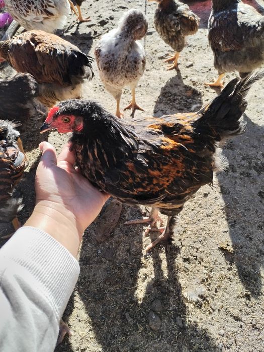 Brahma Austrolorp wyandotte