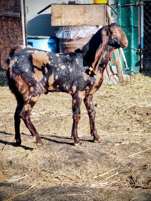 Продам козлика камори