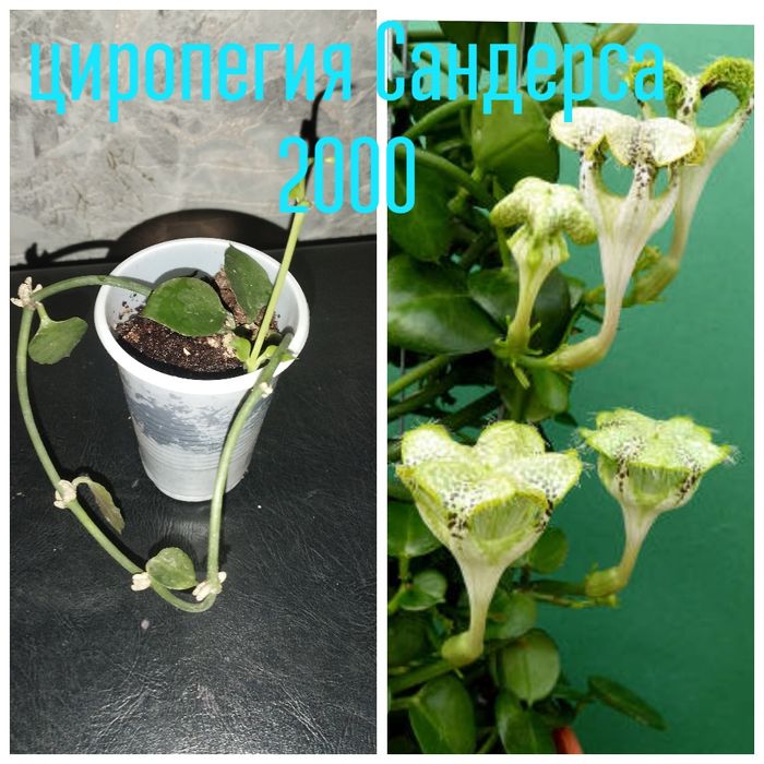 Цветы.  домашние