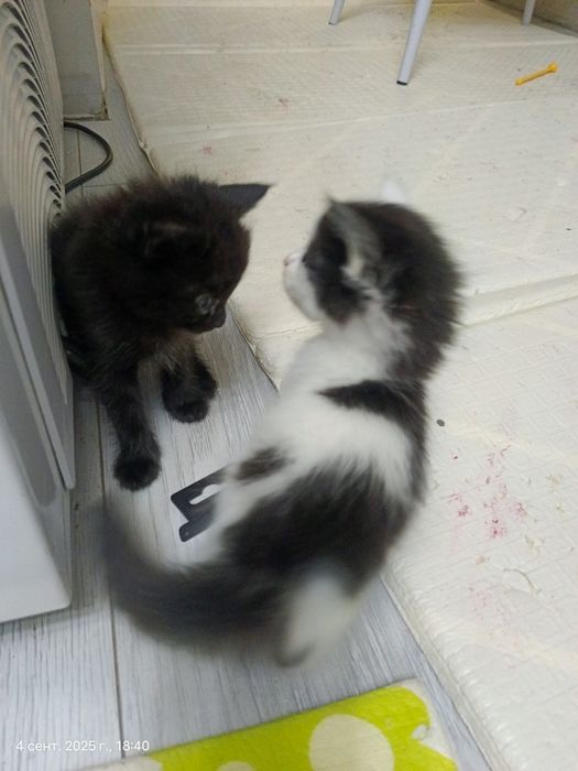 Котята мальчики черные