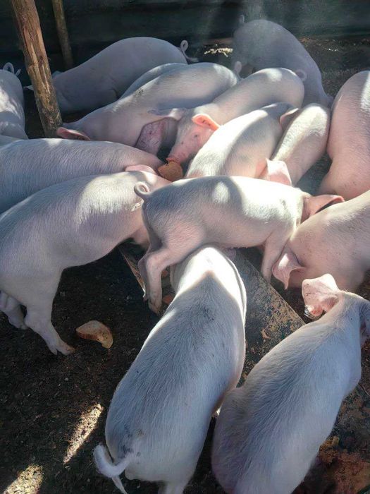 Продавам малки прасета за ресторанти или събития