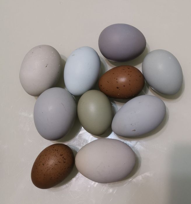 Pui și Ouă pentru incubat OliveEggers