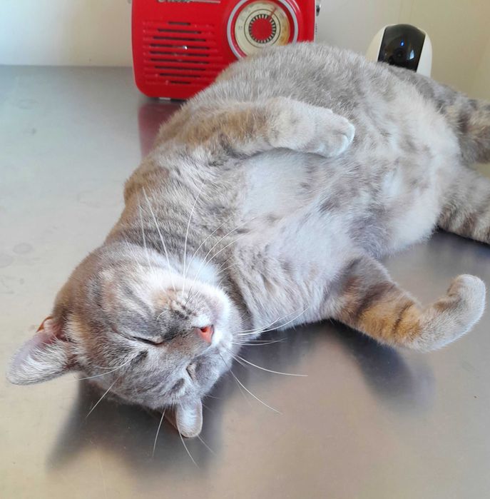 Adoptie pisica gri castrata Leea