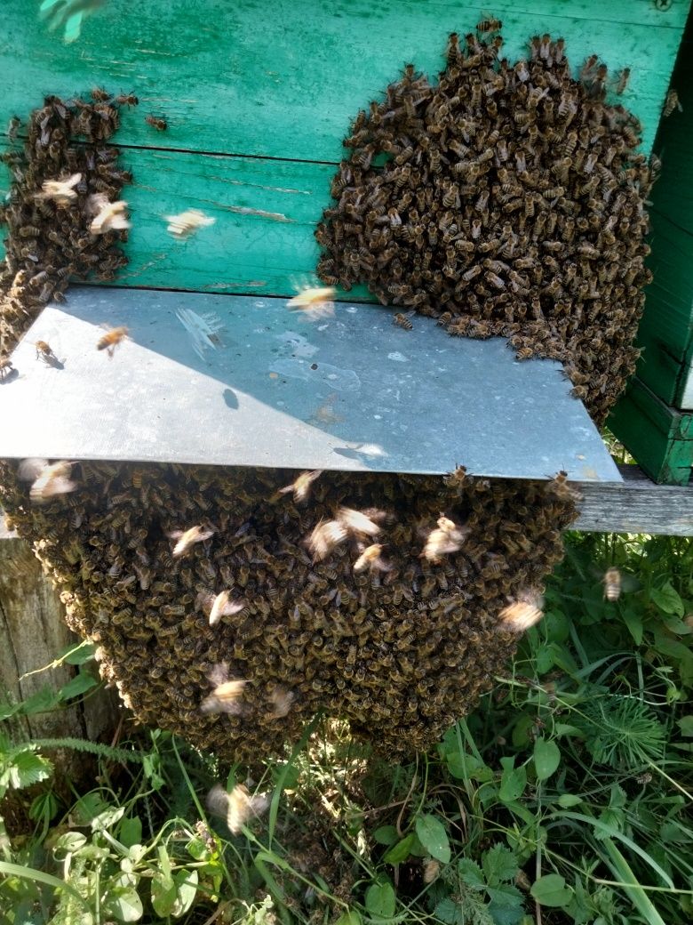 Familii de albine și roiuri