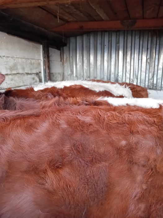 Vitele grase 260 -300 kg angus și limuzin