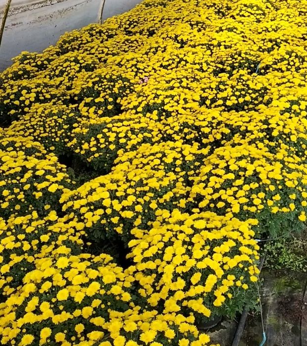 Vând crizanteme multiflora