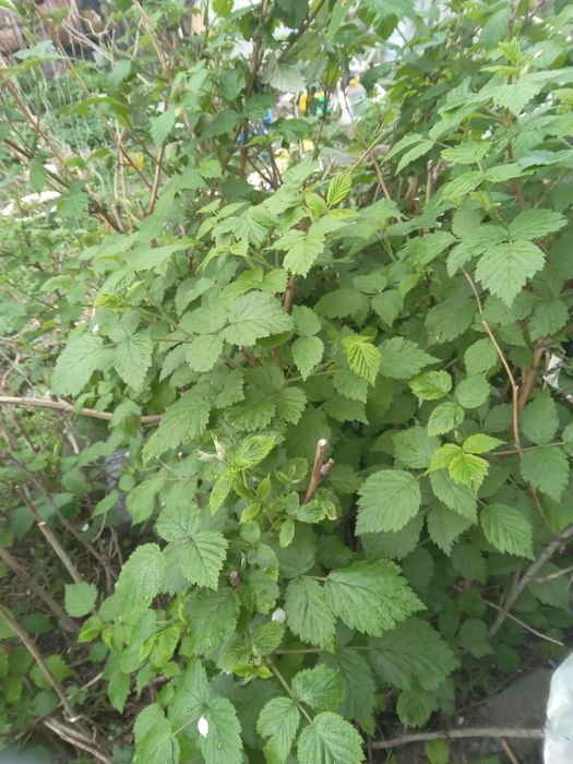 Продам саженцы ремонтантной малины. г. Рудный.