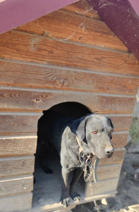 Собака Лабрадор бесплатно Отдам в хорошие руки.