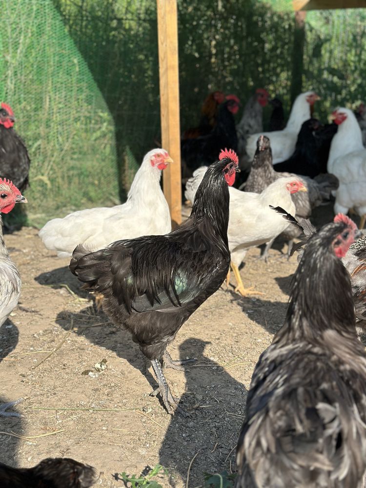 Cocosii Australorp, wyandotte, araucana