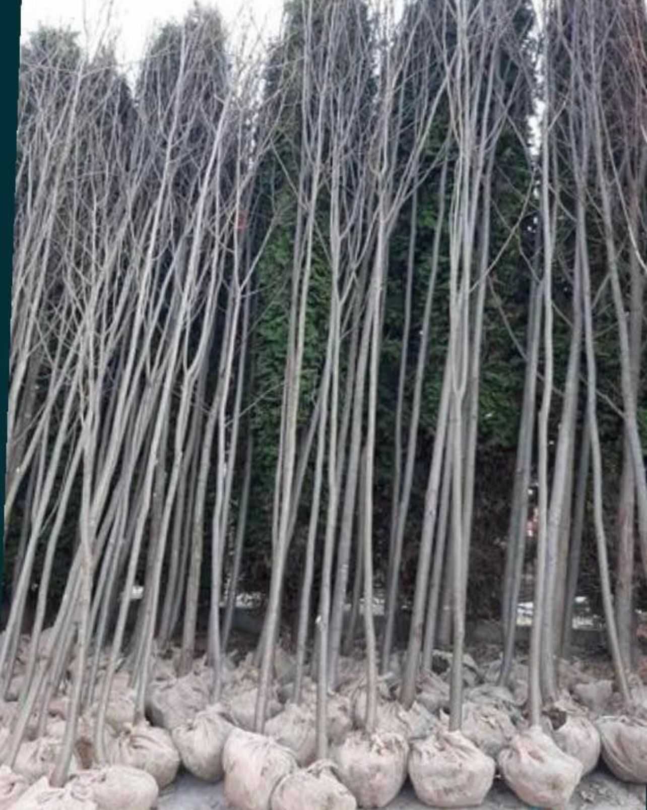 Plante ornamentale premium pentru un spațiu verde impecabil!