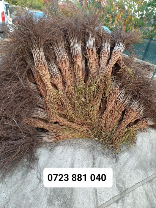 Butasi vita de vie anul 2 și anul 3