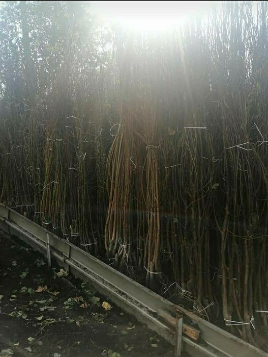 Pomi fructiferi diferite soiuri