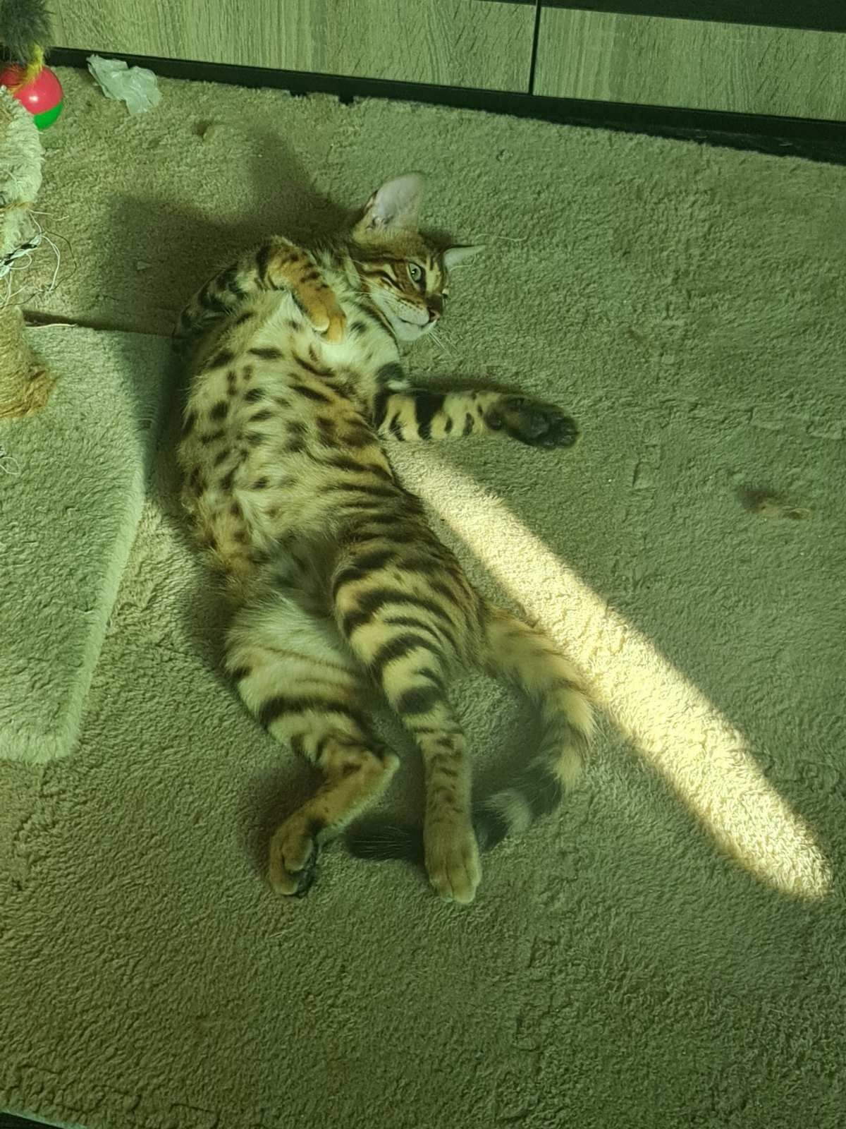 Бенгалско коте на 4 месеца момче