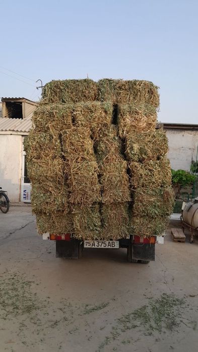 Holati alo batafsil telda gaplashamz