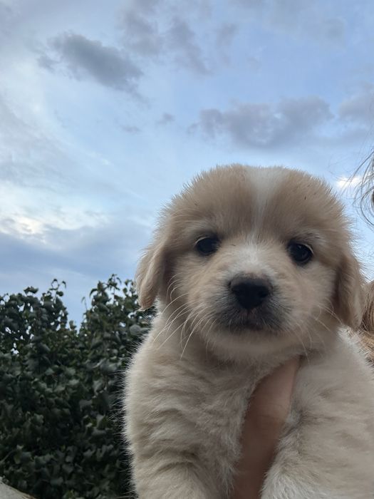 Cățeii nostri isi caută o familie!