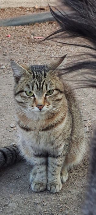 Кошка ищет дом  будет Вам охотница