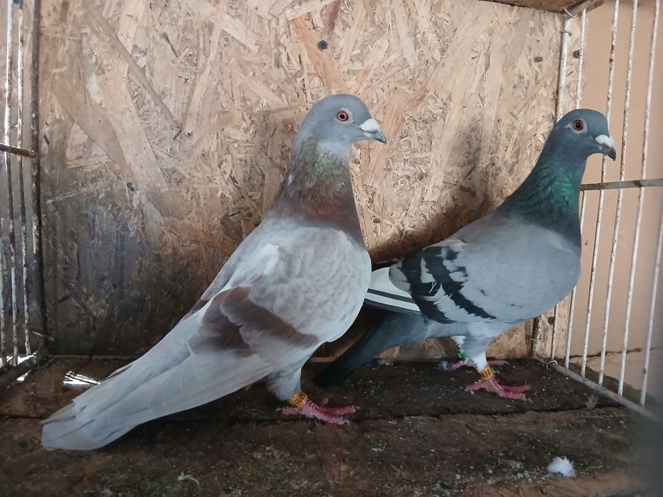 Porumbei voiajori de vanzare