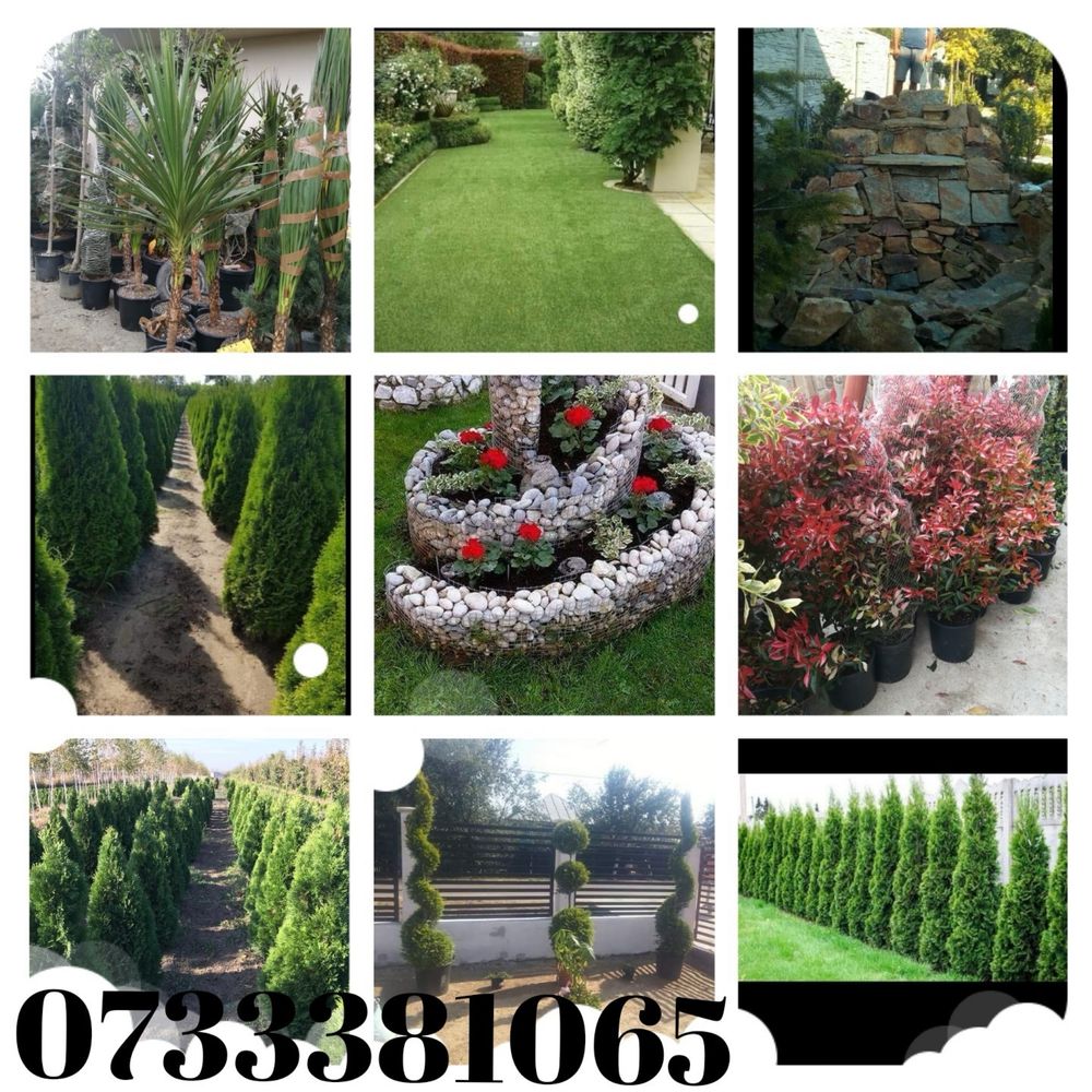 Plante ornamentale,tuia,piatra,gazon,