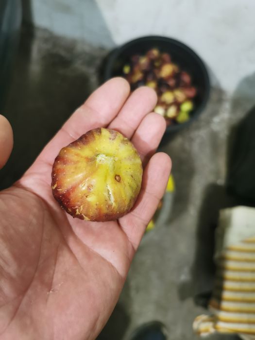 Смокиня дръвче 4 годишни вкоренени при покупка на всички отстъпка. .