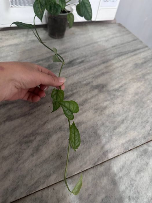 Продаётся монстера Сильтепекана срез