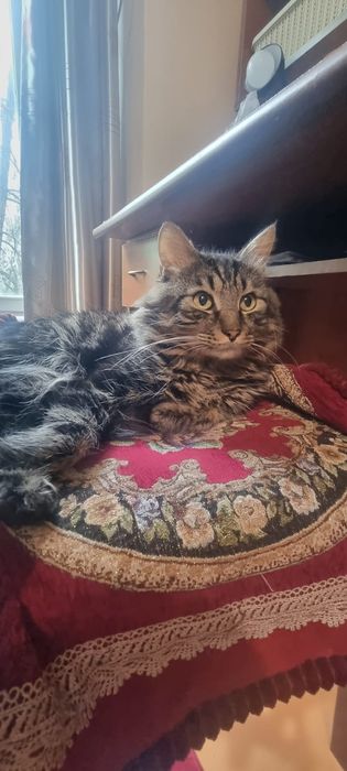 Отдам кота с донатом