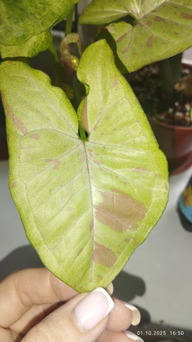 Продается Шикарный Сингониум сорт Милк Конфетти