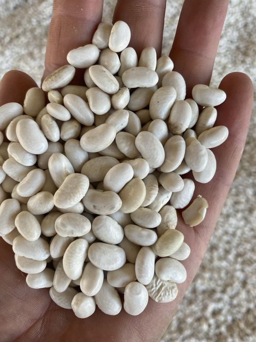 Producator vand fasole boabe alba an 2025