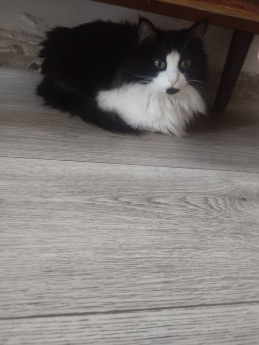 Срочно отдам кошку и котенка