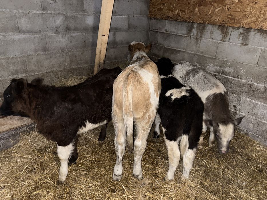 De vanzare taurasi belga si br