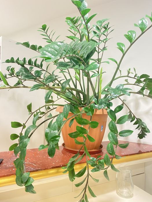 Комнатный цветок в офис