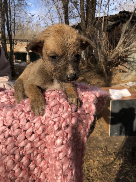 Щенки маленькие! Помогите пристроить