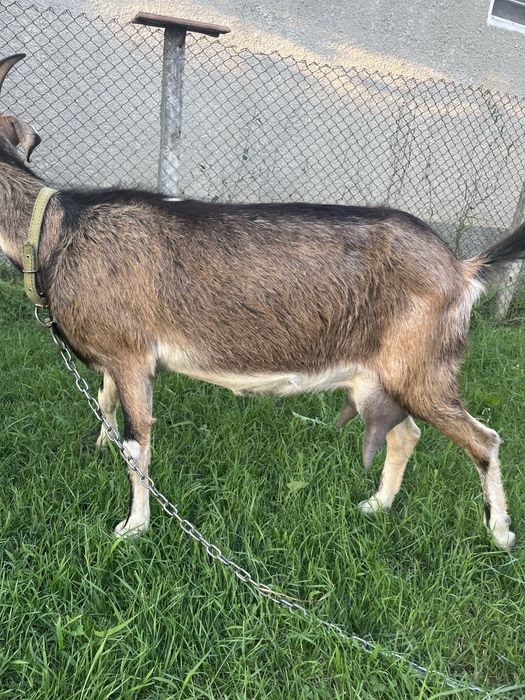 Capra Alpin cu Anglonubian