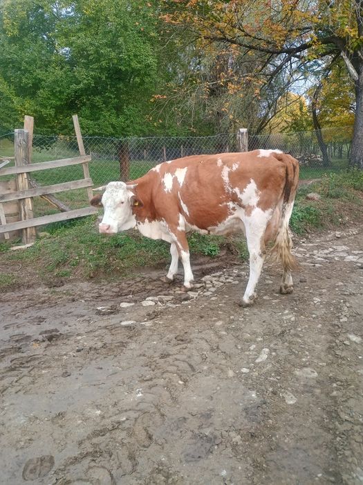 Vând vacă mare pentru abator