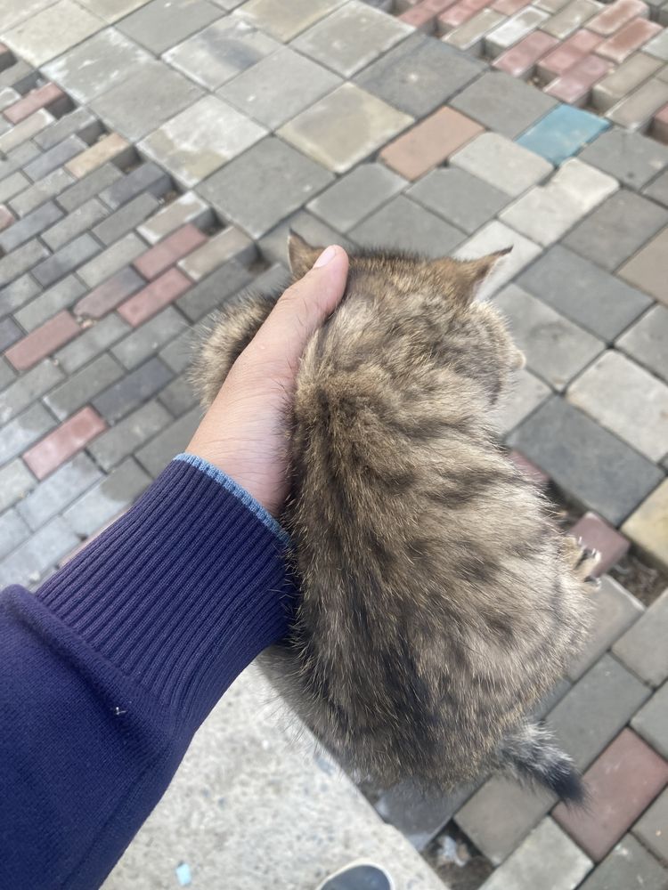 Кошка продаютсья