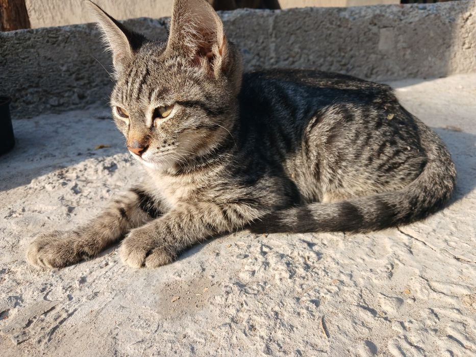 Котята отдаются в добрые руки