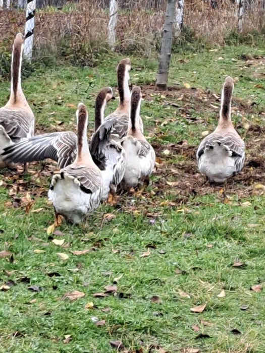 Gaste si Gascani Superbi