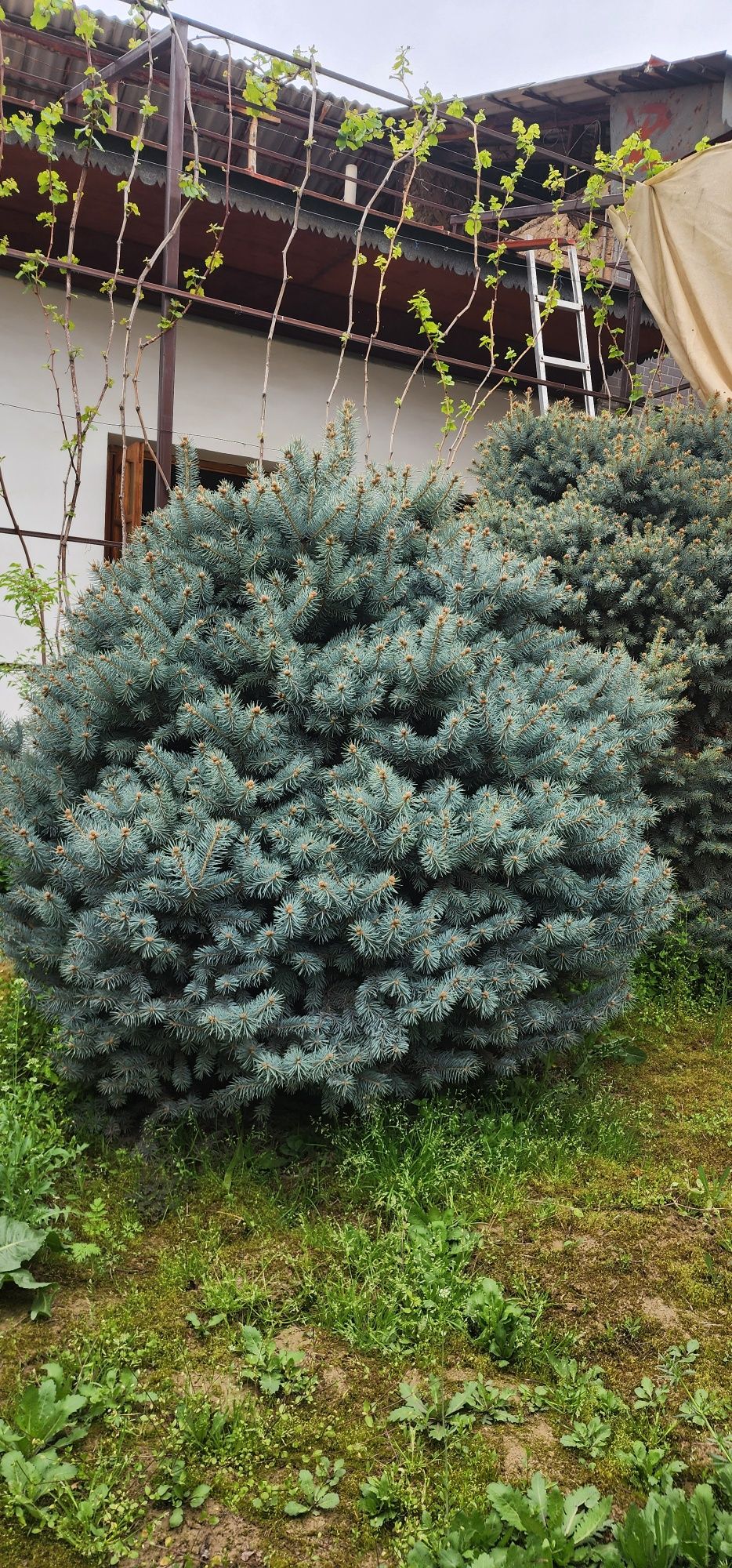 Голубой ель крымский.