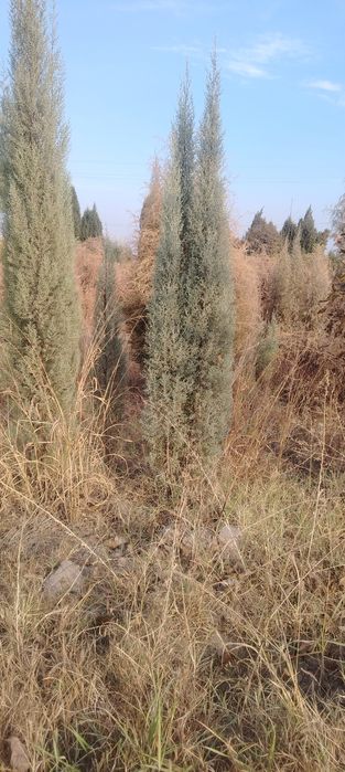 Маржавинка и галубой кепарист