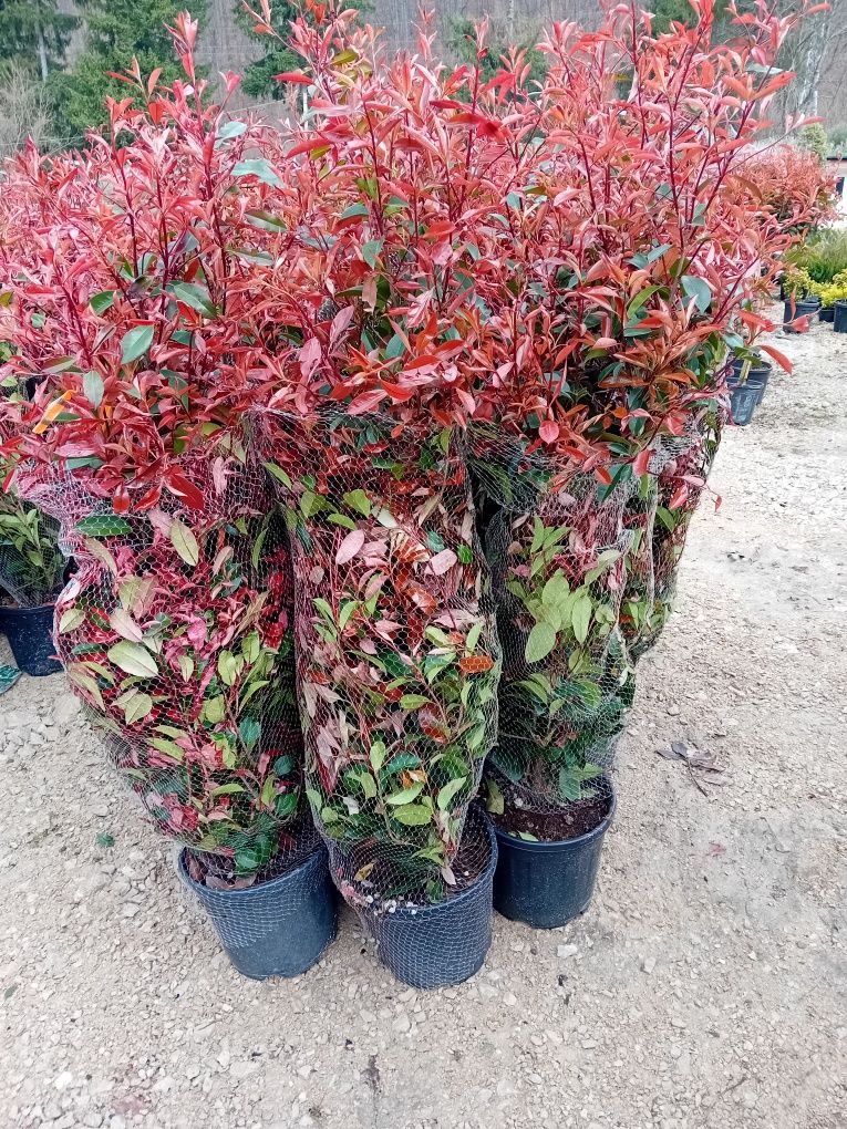 Vând photinia Red Robin plantă