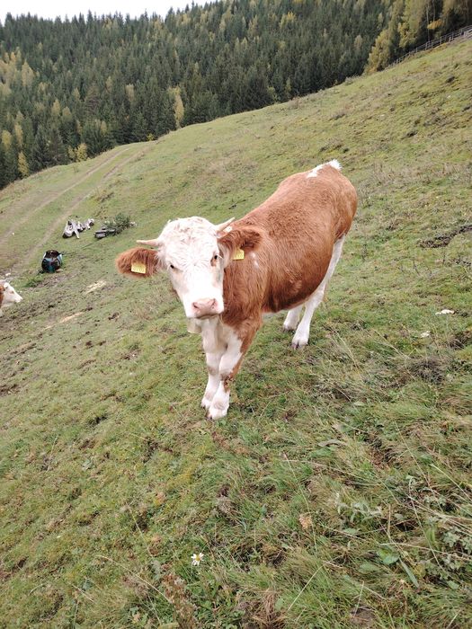 Vaci de vânzare  muntele rece cluj