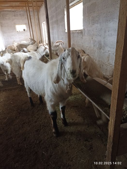 Козлы Нубийские продам