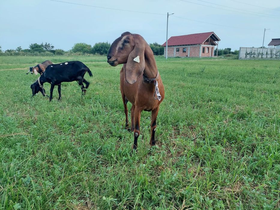 Vând lapte de caprǎ