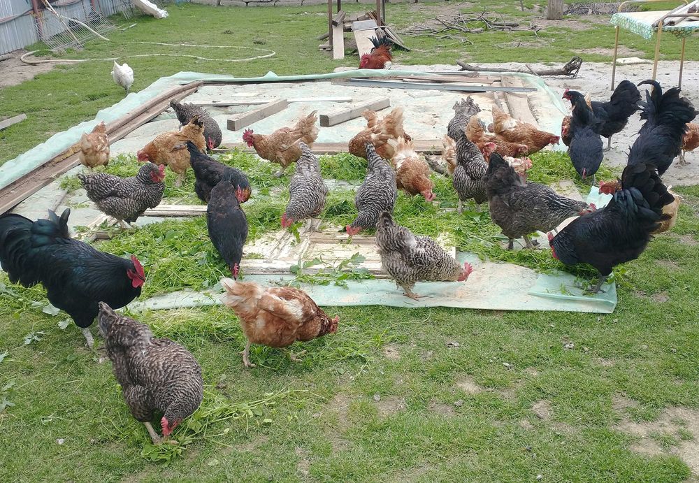 Vand oua Bio de la tara